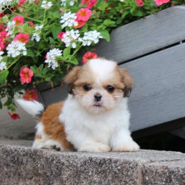 Ragety Ann, Teddy Bear Puppy